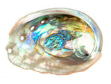 Abalone shells