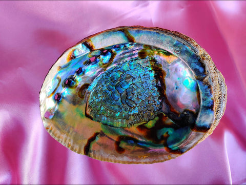 Abalone shells